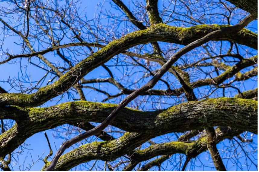 Figure 2. Andrea’s analysis of organic forms in tree branch patterns as an embodiment of linear nirmana principles. Credit: Image courtesy of the student.